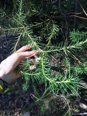 Banksia ericifolia