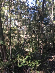 Banksia ericifolia