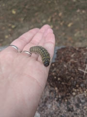 Phalera bucephala