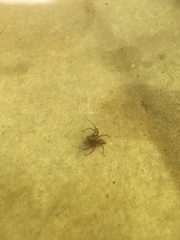 Oxyopes lineatus