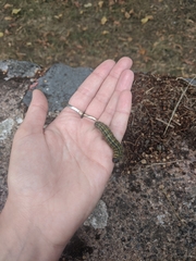 Phalera bucephala