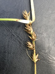 Carex disticha