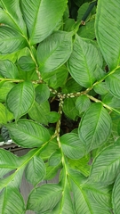 Amorphophallus bulbifer