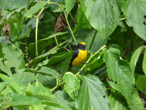 Euphonia xanthogaster
