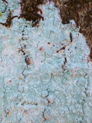 Phlyctis boliviensis