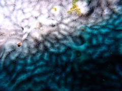 Leptoclinides seminudus