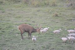 Axis porcinus