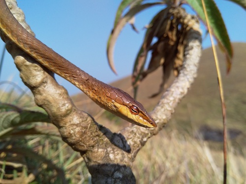 Günther's Vine Snake