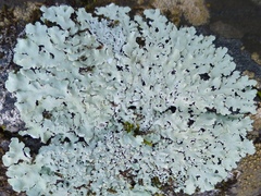 Physcia atrostriata