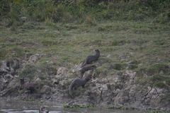 Lutrogale perspicillata