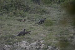 Lutrogale perspicillata