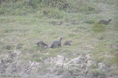 Lutrogale perspicillata