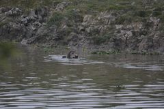 Lutrogale perspicillata