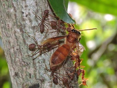 Provespa barthelemyi