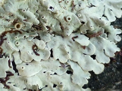 Pseudoparmelia uleana