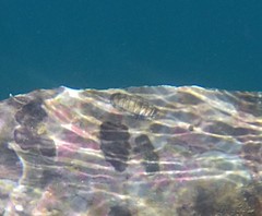 Rhyssoplax olivacea