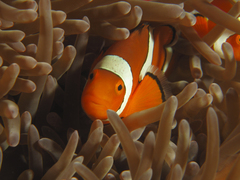 Amphiprion percula