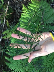 Gompholobium latifolium