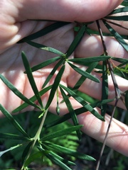 Gompholobium latifolium