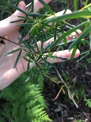 Gompholobium latifolium