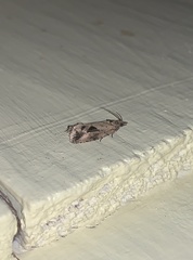 Endothenia nubilana