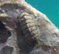 Rhyssoplax olivacea