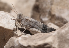 Oedipoda fuscocincta morini