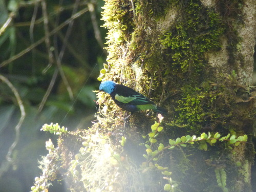 Stilpnia cyanicollis