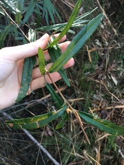 Lasiopetalum ferrugineum