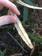 Lasiopetalum ferrugineum