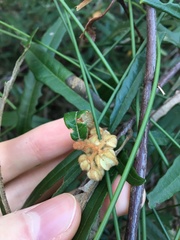 Lasiopetalum ferrugineum