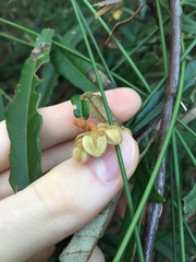 Lasiopetalum ferrugineum