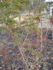 Dichrostachys cinerea