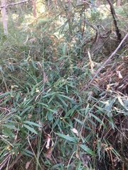 Lasiopetalum ferrugineum