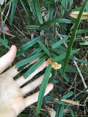 Lasiopetalum ferrugineum