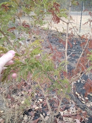 Dichrostachys cinerea