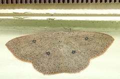 Cyclophora myrtaria
