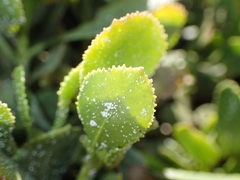 Scaevola crassifolia