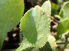 Scaevola crassifolia