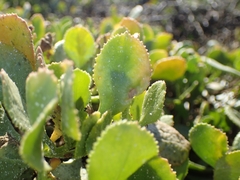 Scaevola crassifolia