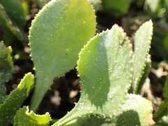 Scaevola crassifolia