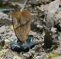 Zeuxidia amethystus amethystus
