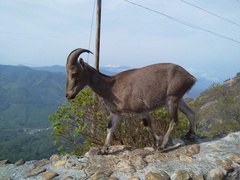 Nilgiritragus hylocrius