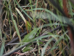 Hyla felixarabica
