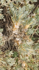 Astragalus arnacantha