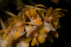 Gastrochilus