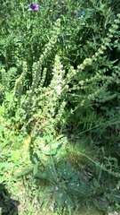 Salvia austriaca