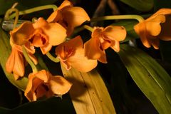 Dendrobium chrysanthum