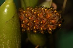 Bulbophyllum repens
