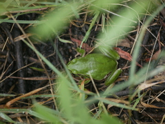 Hyla felixarabica